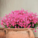  Pink Narcissus