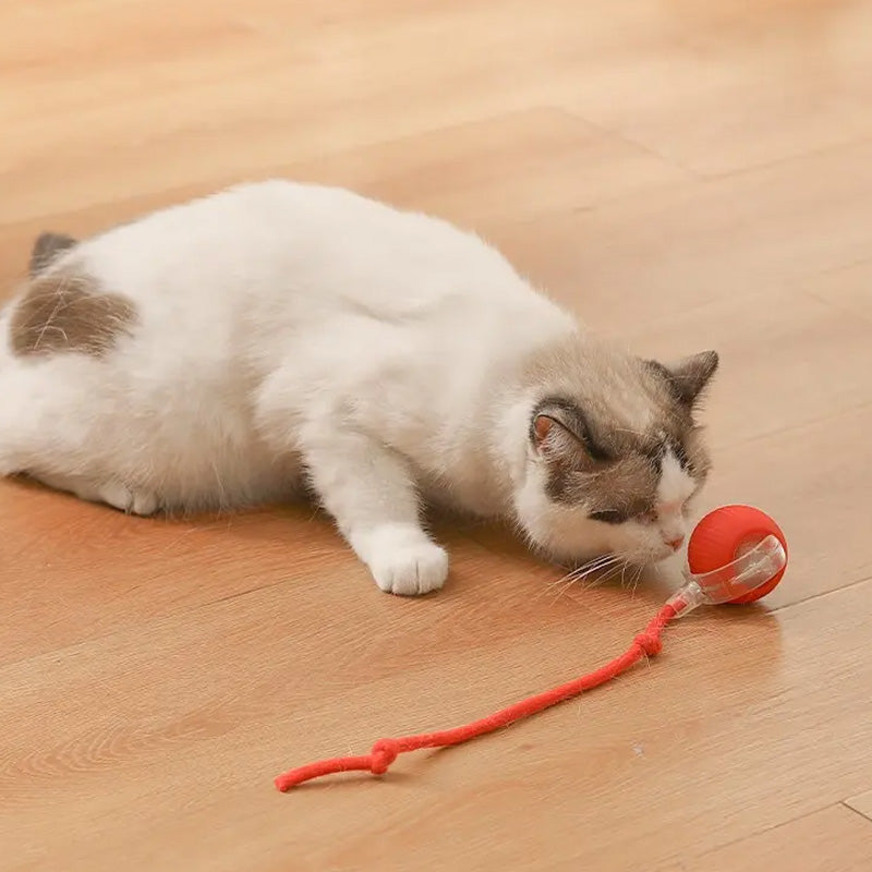 Pet Rolling Ball