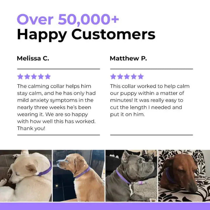 CalmPaw™ – Comfortable dog collar for relaxed walks