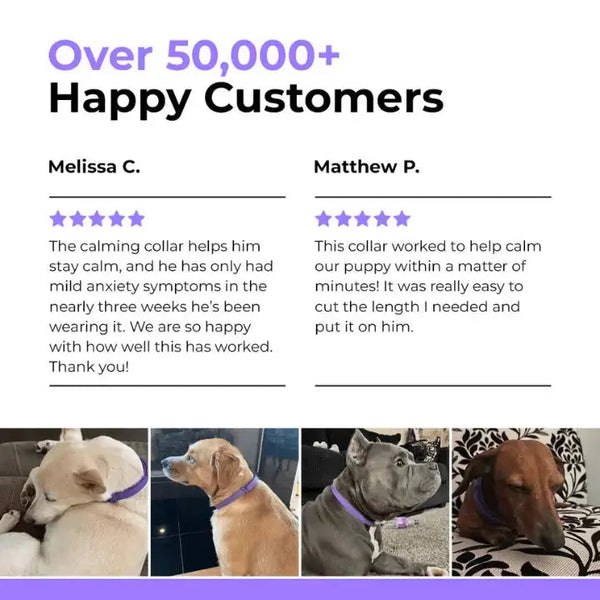 CalmPaw™ – Comfortable dog collar for relaxed walks