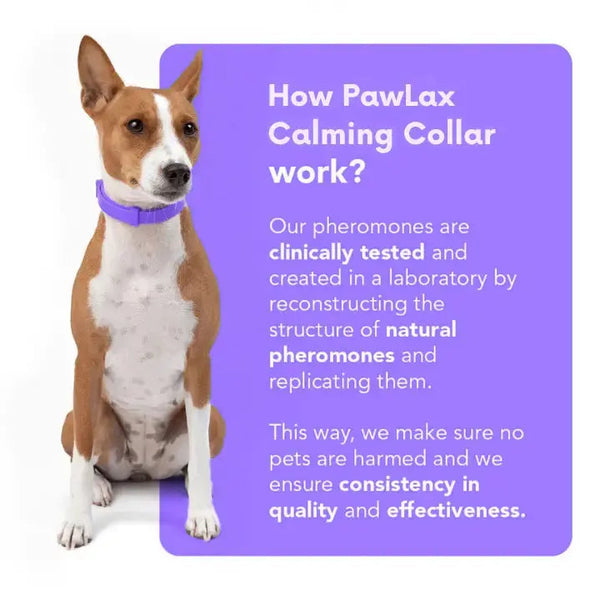 CalmPaw™ – Comfortable dog collar for relaxed walks