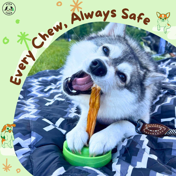 ChewLock™ – Small Dog Bully Stick Holder & Natural Chew Starter Pack